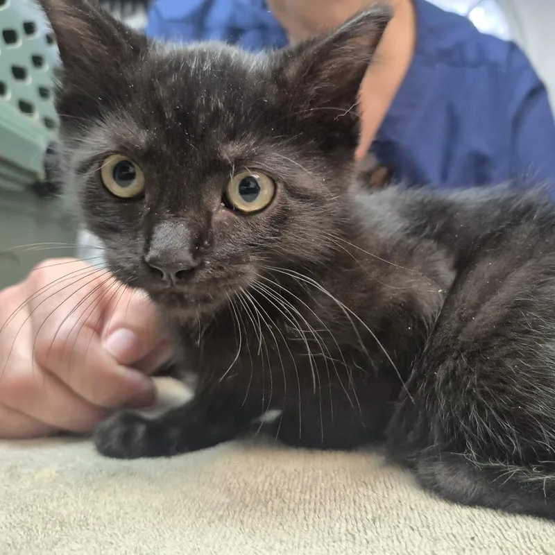 A baby small-sized male Black Domestic Short Hair cat named Tube Sock for adoption in Newark, NJ