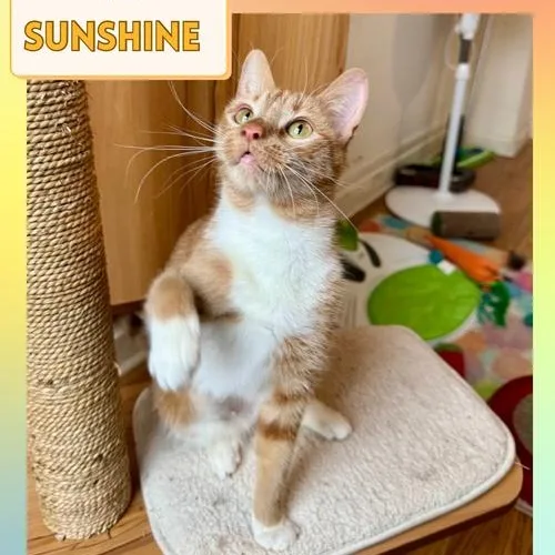 An adult medium-sized female Orange & White Domestic Short Hair cat named KC Sunshine for adoption in Bronx, NY