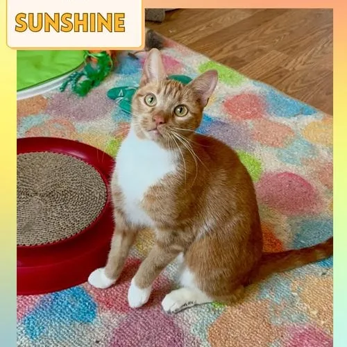 KC Sunshine thumbnail 3