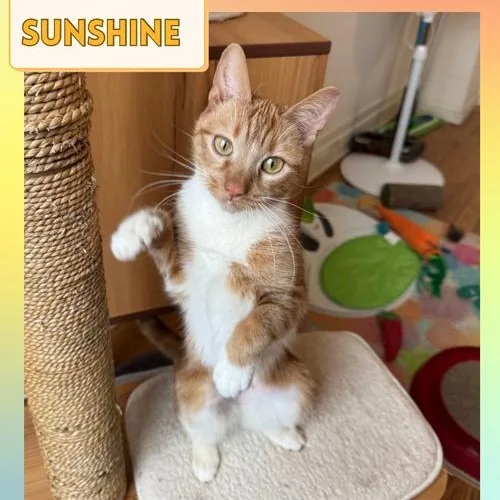 KC Sunshine thumbnail 5