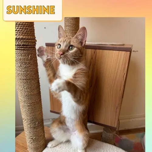KC Sunshine thumbnail 6
