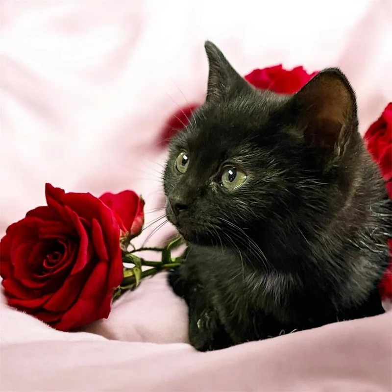 Sunshine thumbnail 2