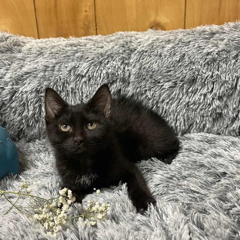 Sunshine thumbnail 3