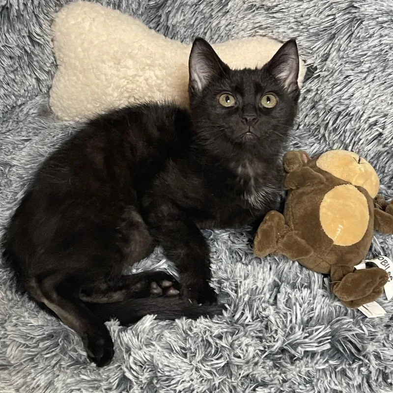 Sunshine thumbnail 4