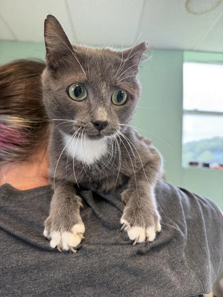 A young medium-sized female Domestic Short Hair cat named Novalee for adoption in Athens, OH