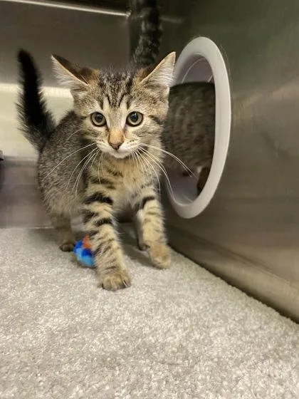 A baby small-sized male Domestic Short Hair cat named Captain for adoption in Hobart, IN