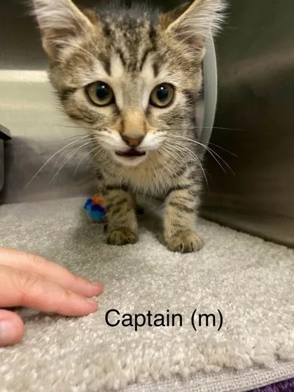 Captain thumbnail 2