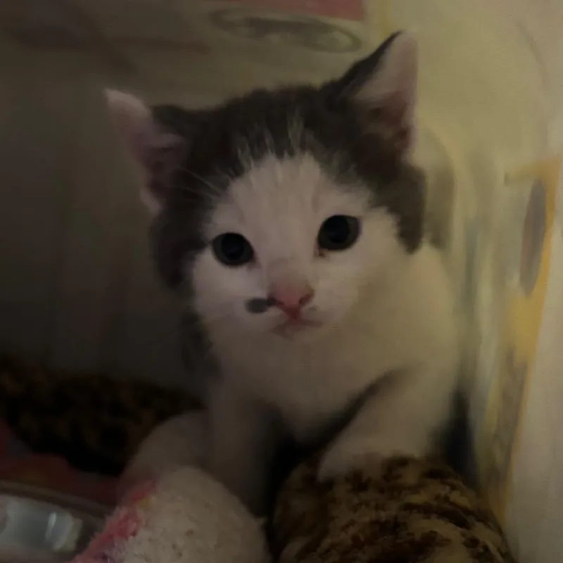 A baby small-sized female White Domestic Short Hair cat named Kasper C for adoption in Napoleon, OH