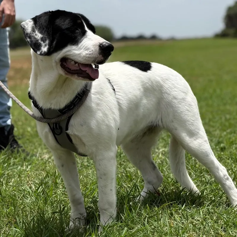 A baby large-sized female White / Cream English Pointer dog named Diva for adoption in Harlingen, TX