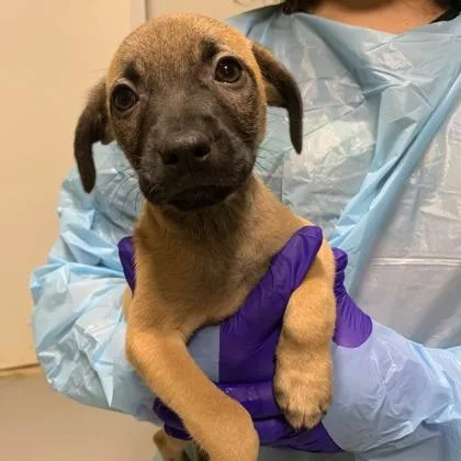 A baby small-sized female Mixed Breed dog named Chulupa for adoption in West Chester, PA