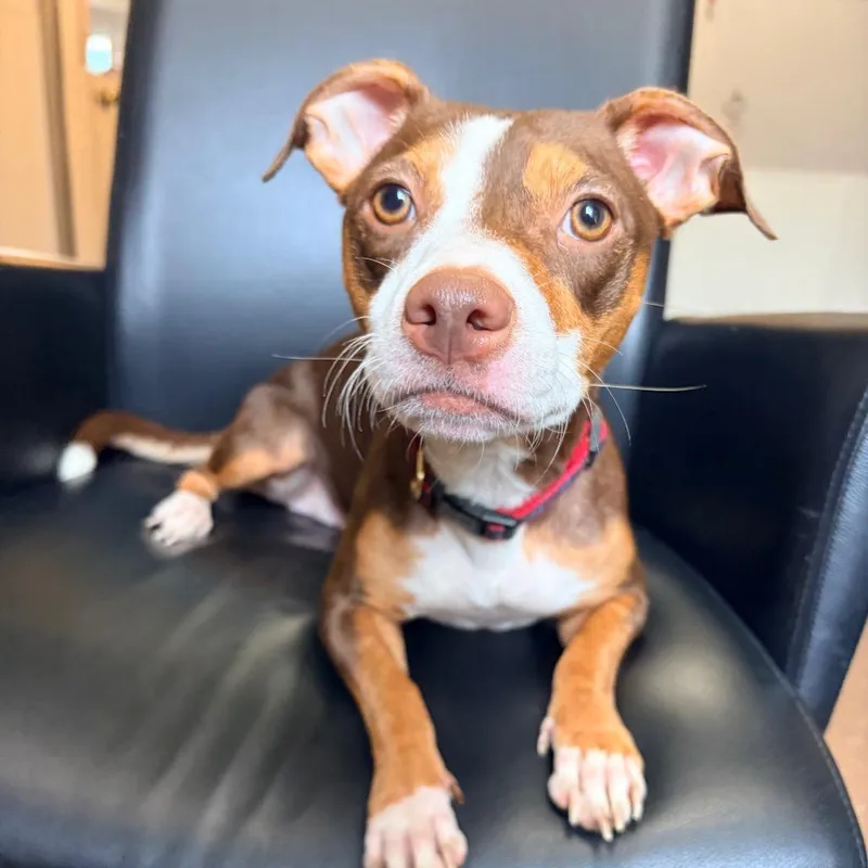 A young small-sized female Brown / Chocolate Rat Terrier dog named Lovely for adoption in Belleville, IL