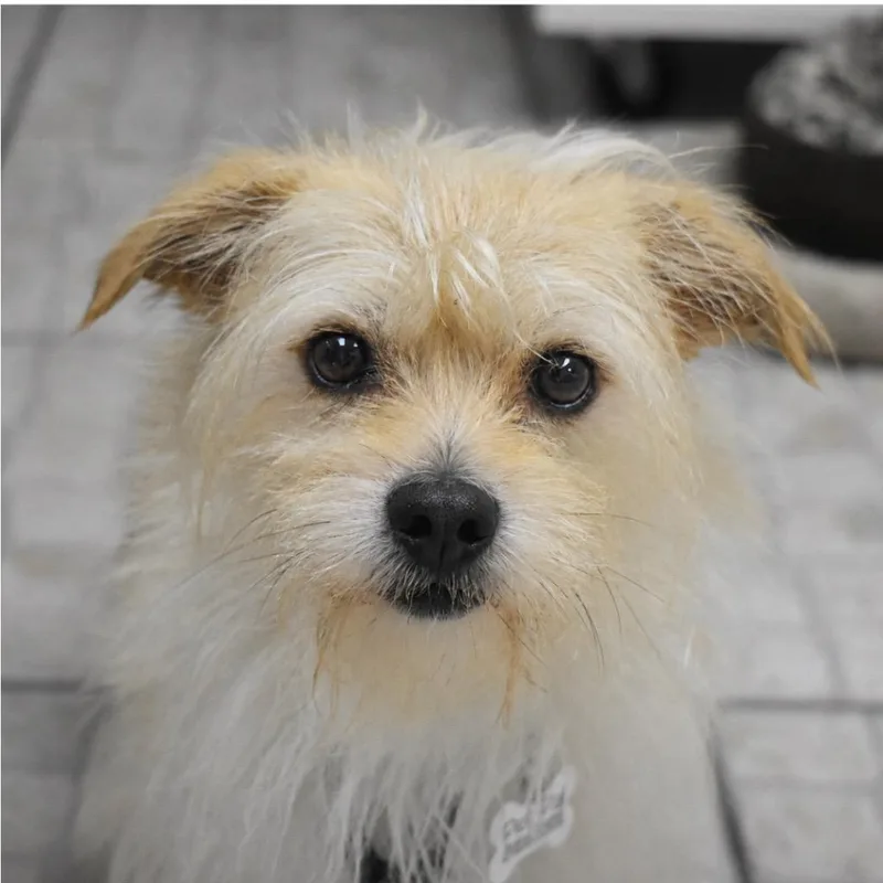 Milo