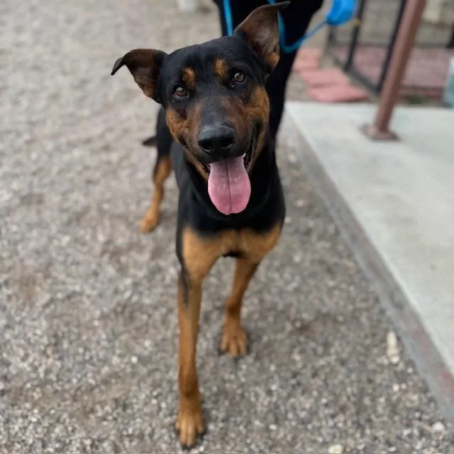 A young large-sized male Black Doberman Pinscher dog named Goliath for adoption in Bullhead City, AZ