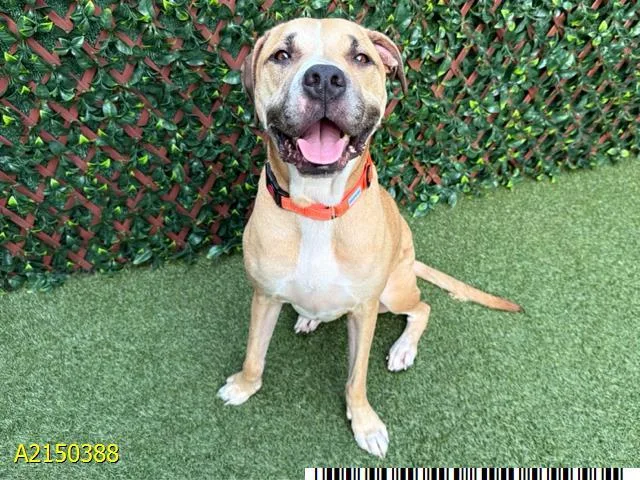 An adult medium-sized female Mixed Breed dog named Coco for adoption in West Palm Beach, FL