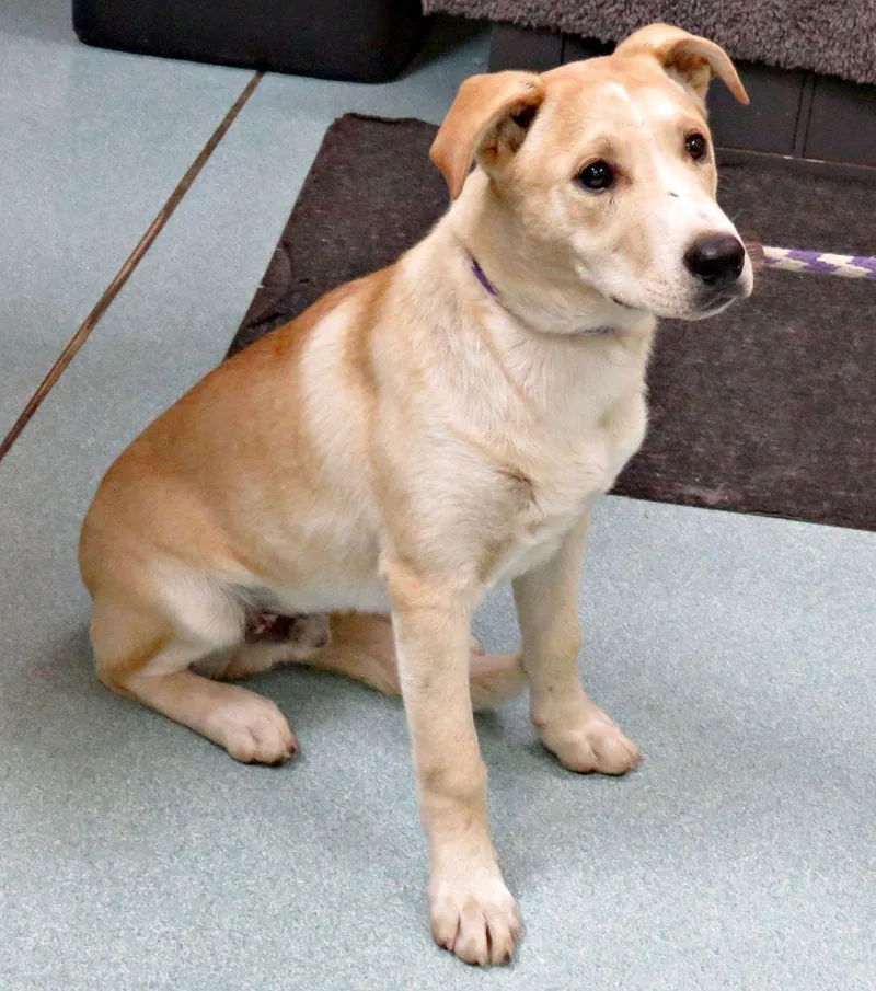 A young medium-sized male Yellow / Tan / Blond / Fawn Labrador Retriever dog named Garrett for adoption in Lexington, VA