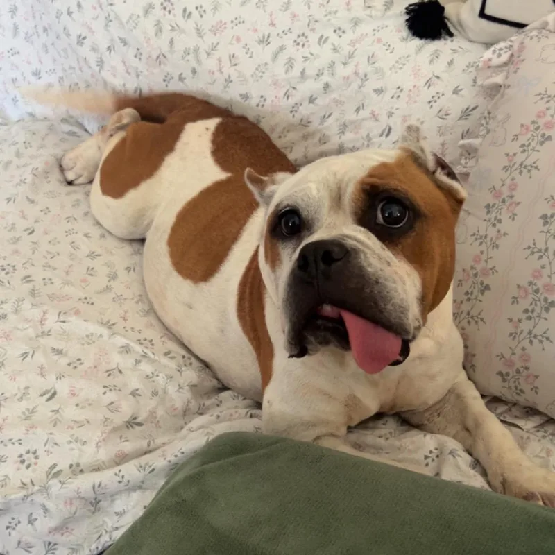 A senior medium-sized female Brown / Chocolate English Bulldog dog named Meemaw for adoption in Charlottesville, VA