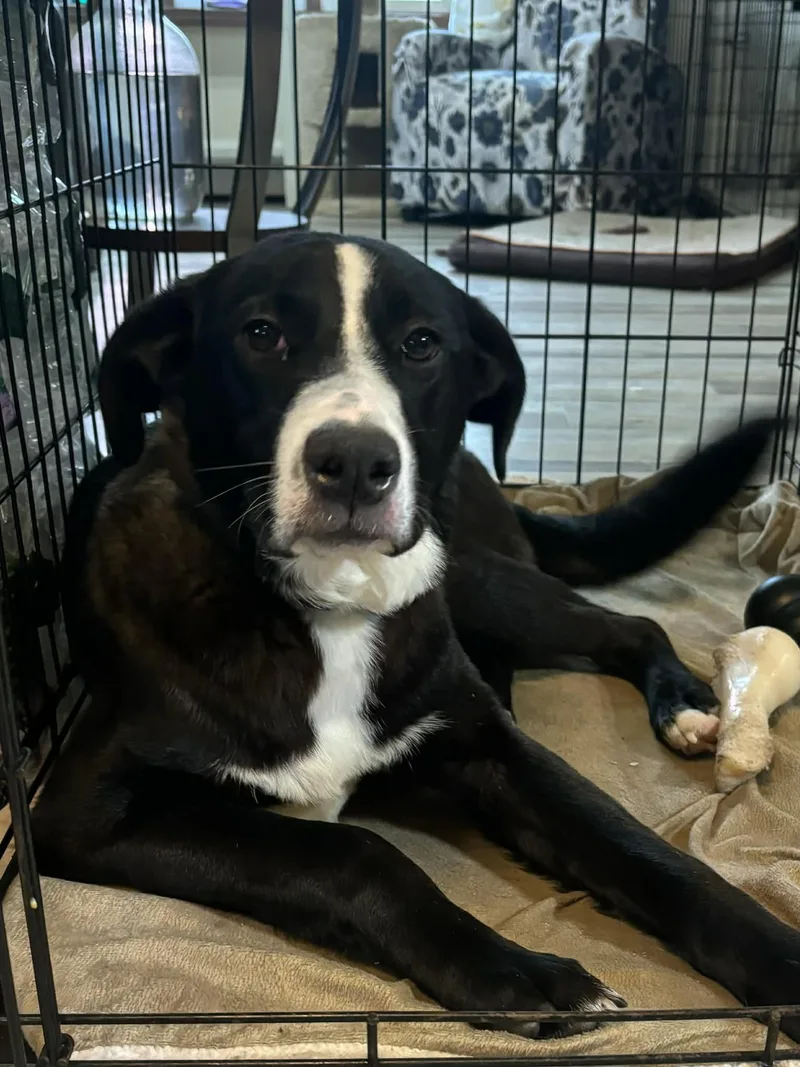 A young medium-sized male Black Border Collie dog named Johnny for adoption in Brunswick, ME