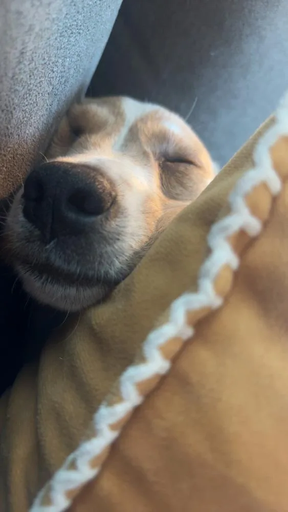 A baby medium-sized female Mixed Breed dog named Piper for adoption in Lansing, MI