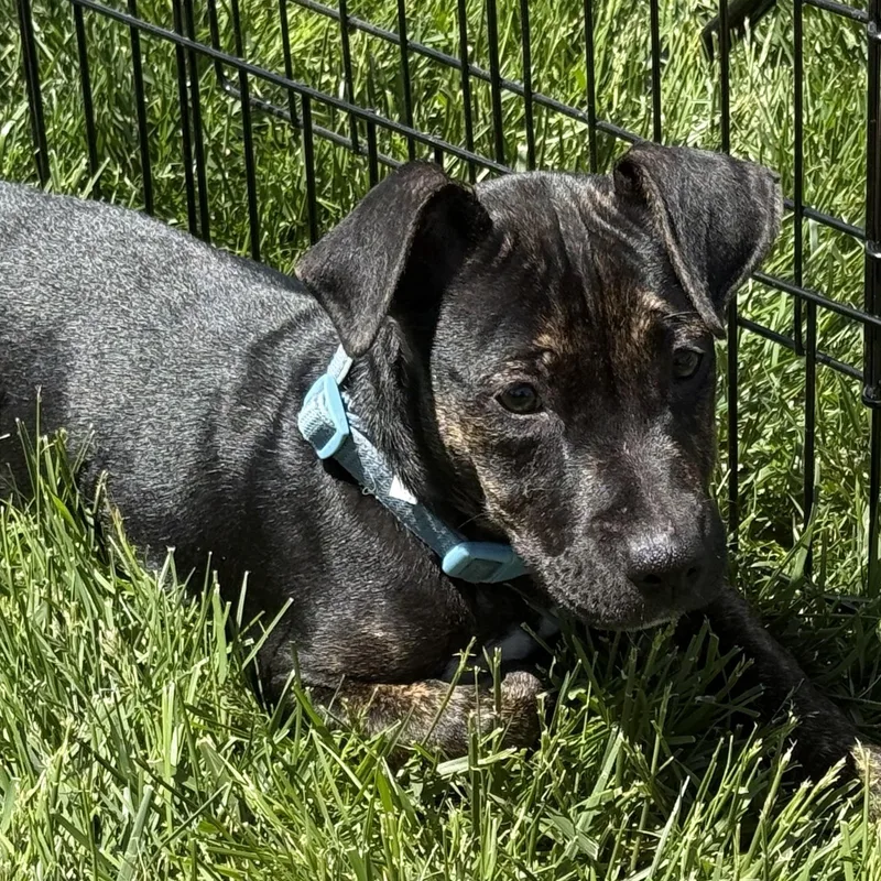 Oscar
