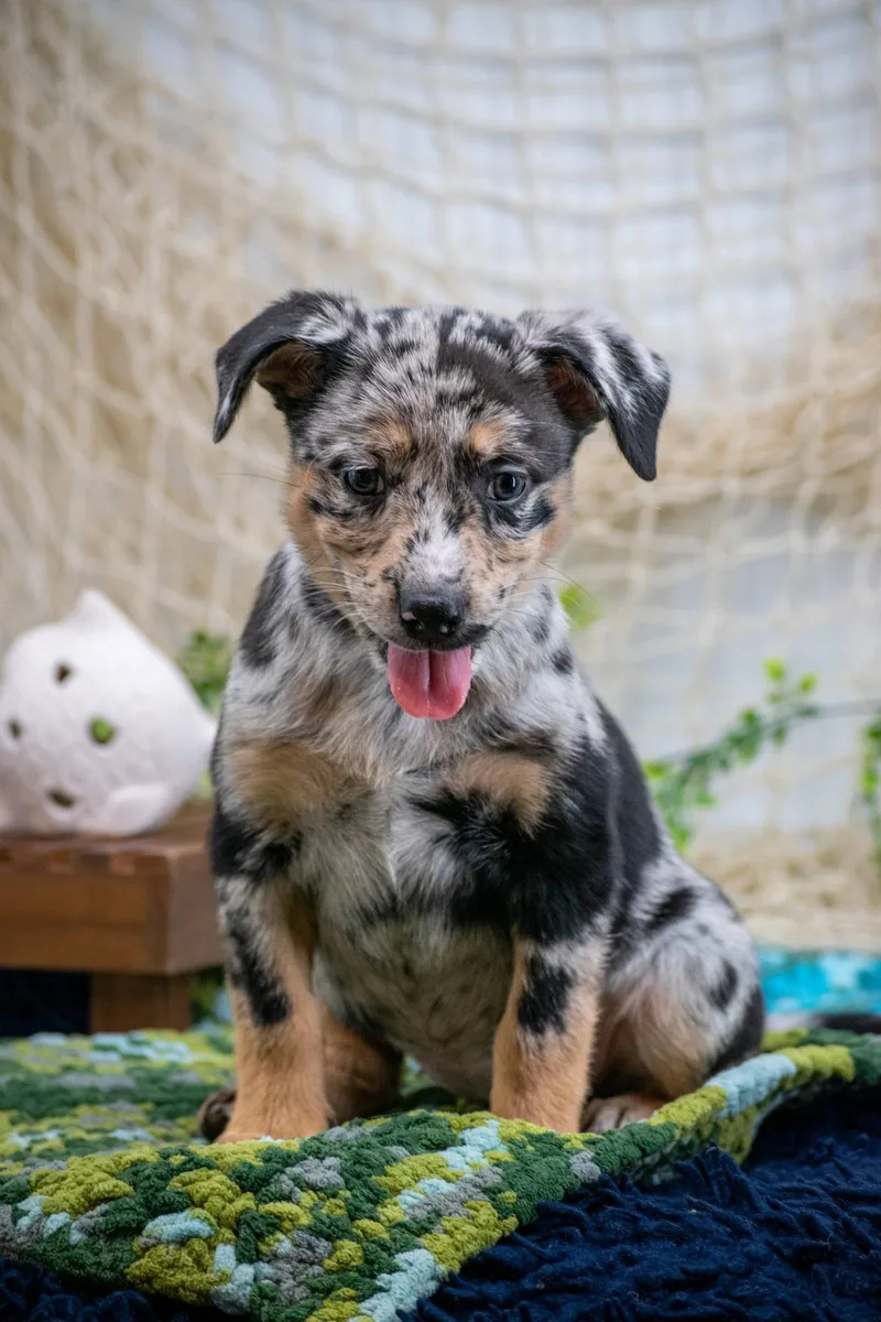 A baby small-sized female Merle (Blue) Hound dog named Bass for adoption in Sevierville, TN