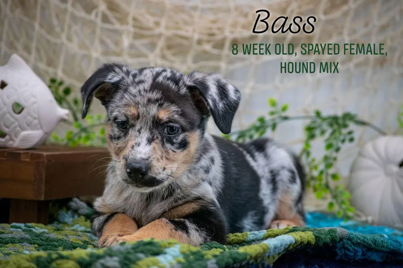 Bass thumbnail 5