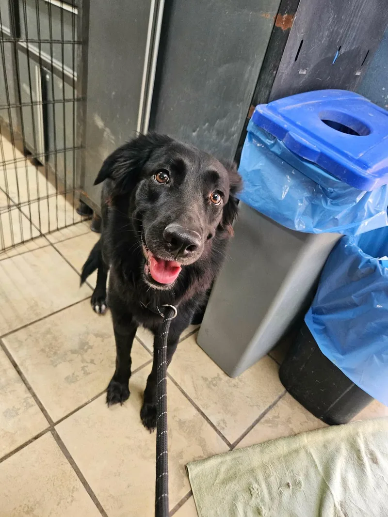 An adult large-sized female Shepherd dog named Ruthie for adoption in El Centro, CA