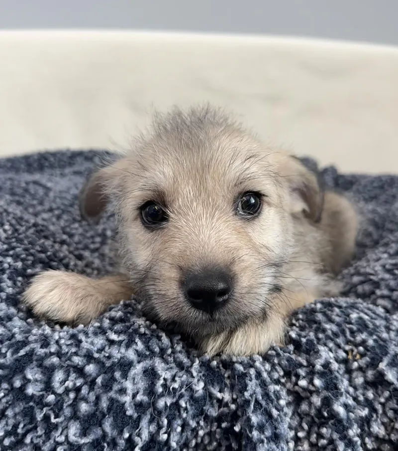 A baby small-sized male Bicolor Terrier dog named Pippin for adoption in Lawrenceville, GA