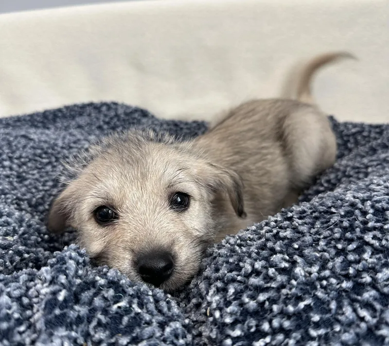 Pippin thumbnail 2