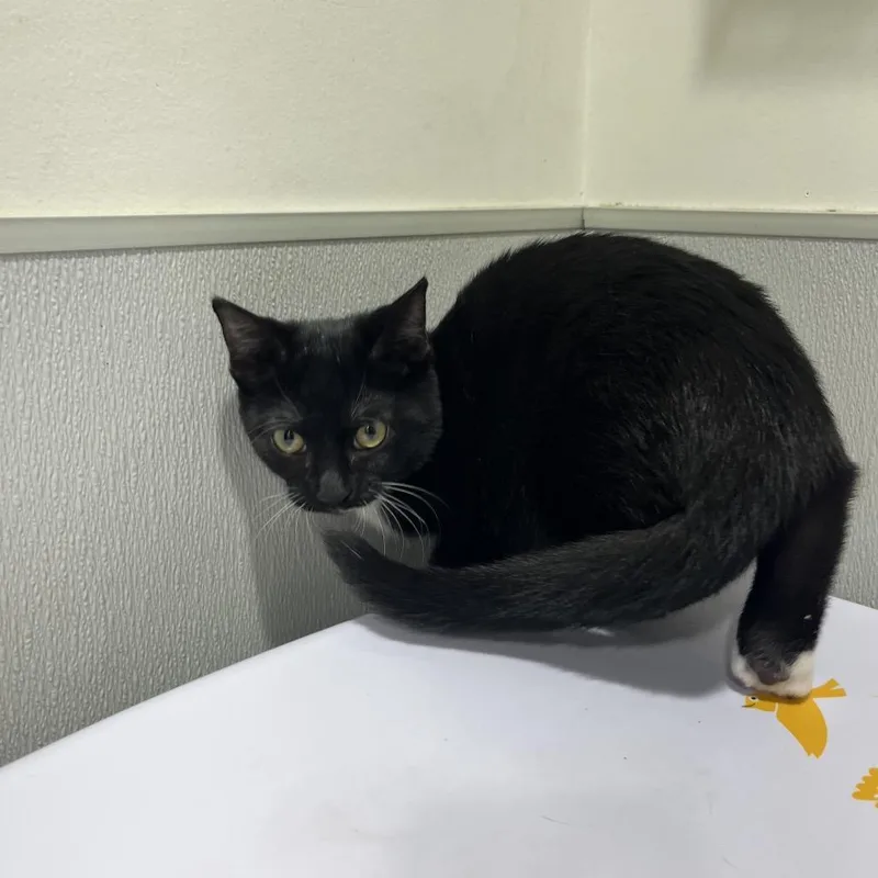 A baby small-sized female Black Domestic Short Hair cat named Mango for adoption in Tampa, FL