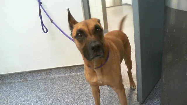 An adult medium-sized male German Shepherd Dog dog named Pablo for adoption in Charlotte, NC
