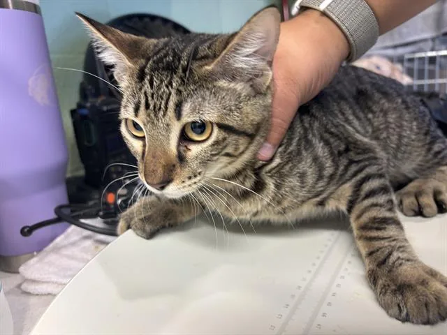 A baby medium-sized male Domestic Short Hair cat named Andy for adoption in Grand Prairie, TX
