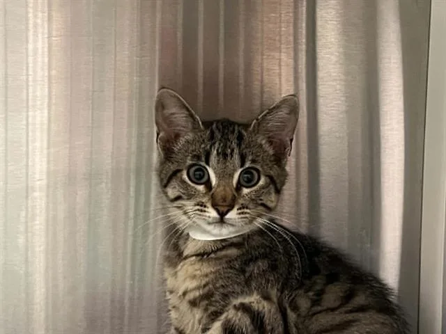 A baby small-sized female Domestic Short Hair cat named Shelby for adoption in Tustin, CA