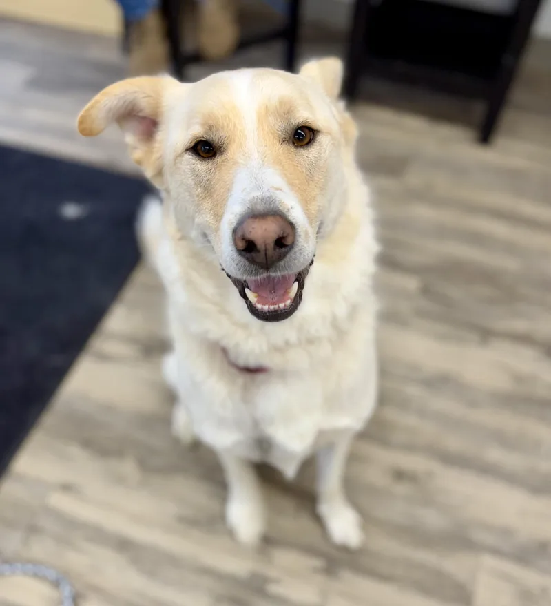 An adult large-sized male White / Cream Great Pyrenees dog named Komet for adoption in Sonora, CA
