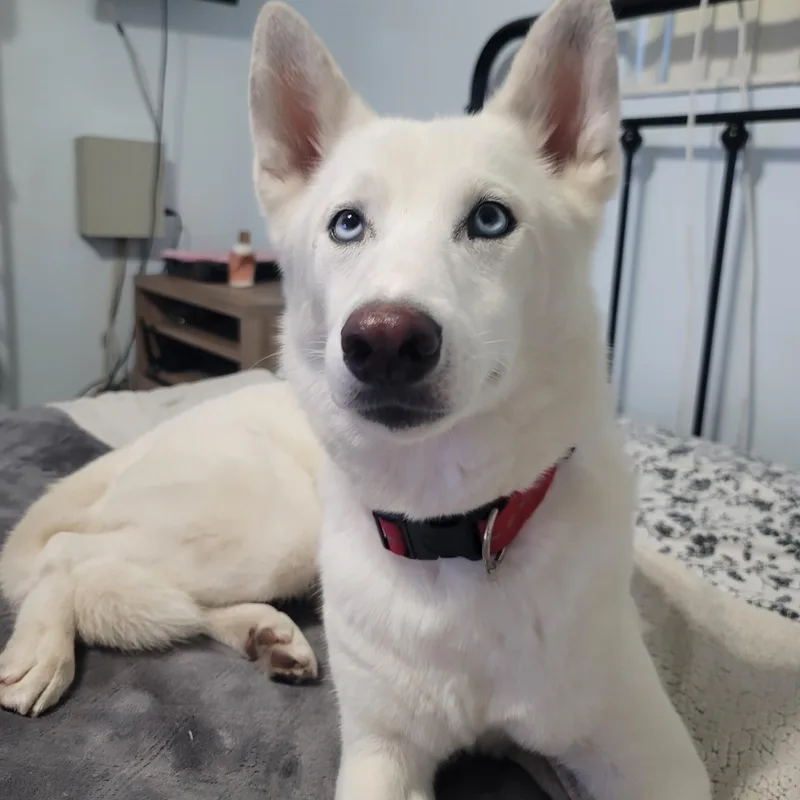 An adult medium-sized female White / Cream German Shepherd Dog dog named Yukina for adoption in miami, FL