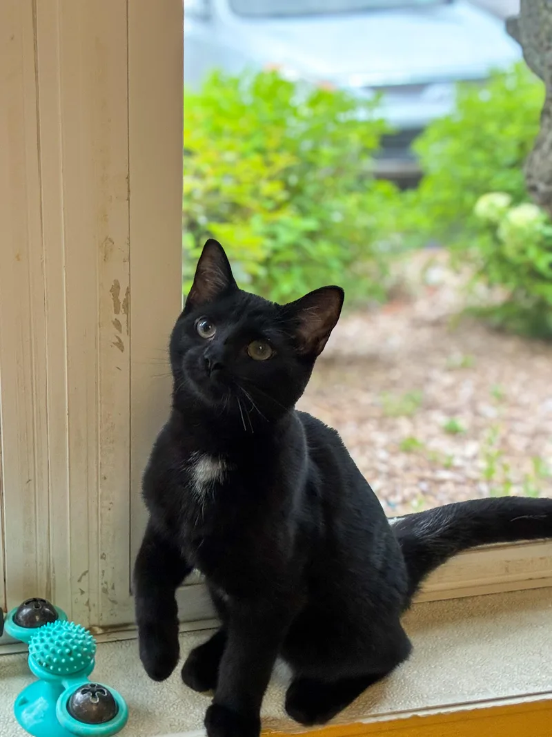 A young medium-sized male Black Domestic Short Hair cat named Fallon for adoption in Norwich, NY