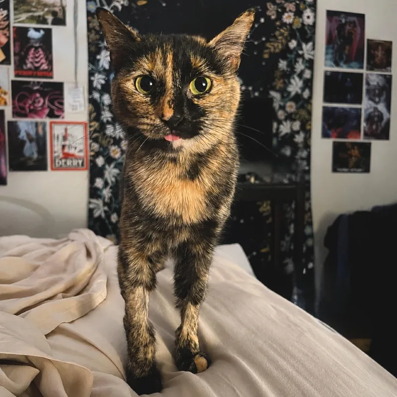 An adult medium-sized female Orange / Red Domestic Short Hair cat named Squeeze for adoption in Austin, TX