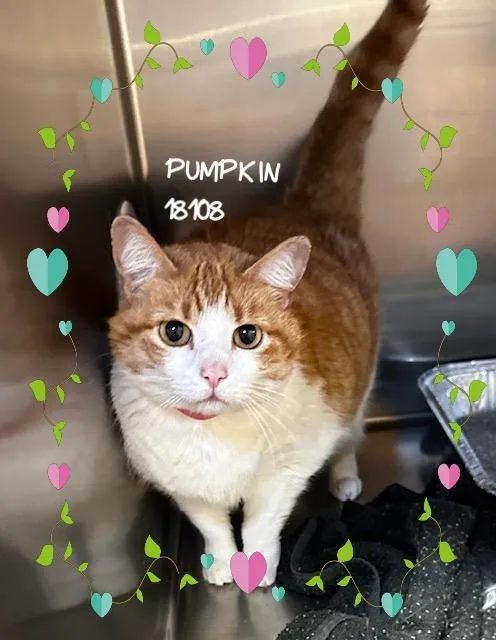 An adult large-sized female Orange / Red Domestic Short Hair cat named Pumpkin for adoption in Marietta, GA