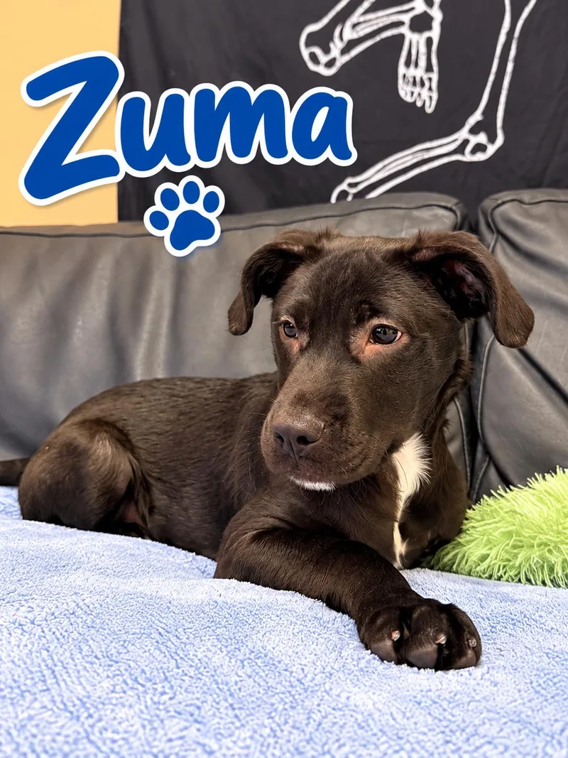 A young medium-sized female Labrador Retriever dog named Zuma for adoption in Rock Hill, NY