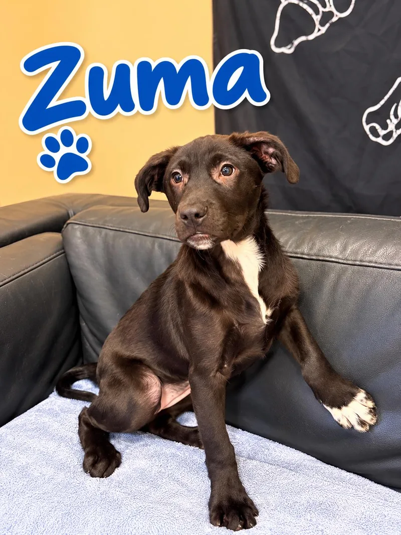 Zuma thumbnail 2