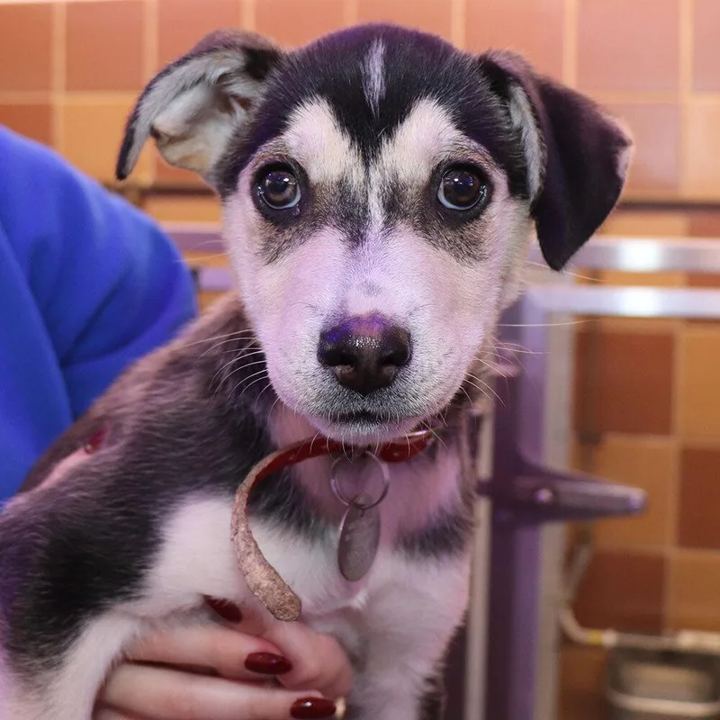 A baby small-sized female Mixed Breed dog named Sprout for adoption in Port Washington, NY