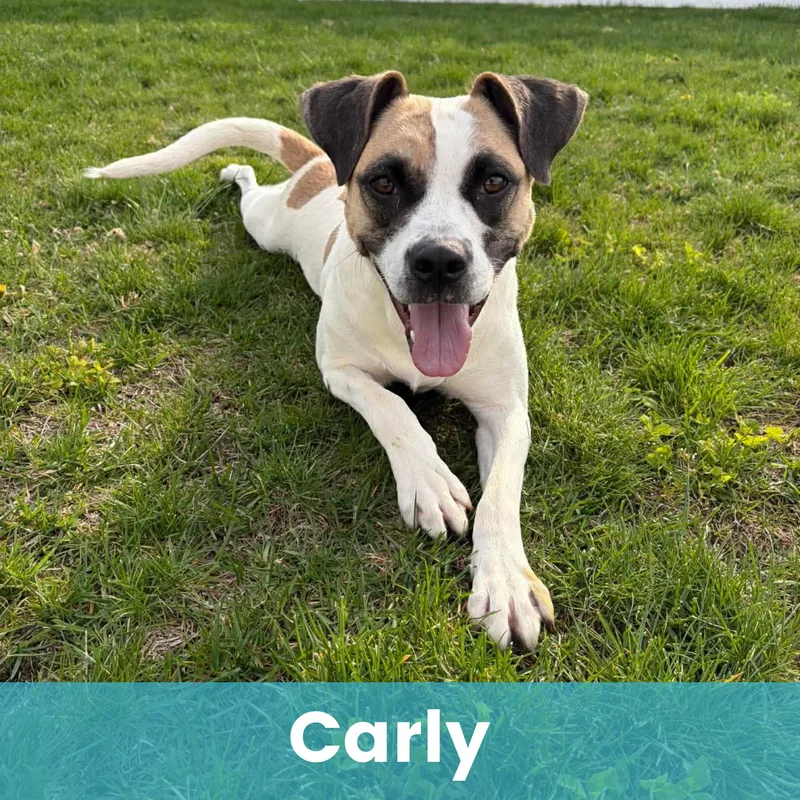 A young medium-sized female Mixed Breed dog named Carly for adoption in Rochester , NY