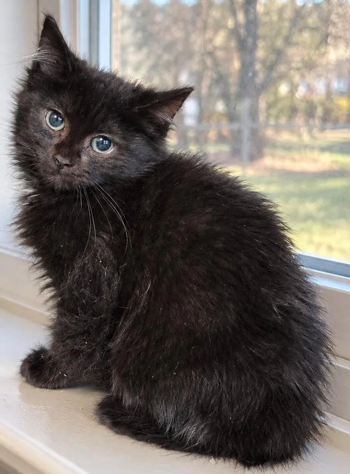 A baby small-sized female Domestic Long Hair cat named Sydney for adoption in Clymer, PA