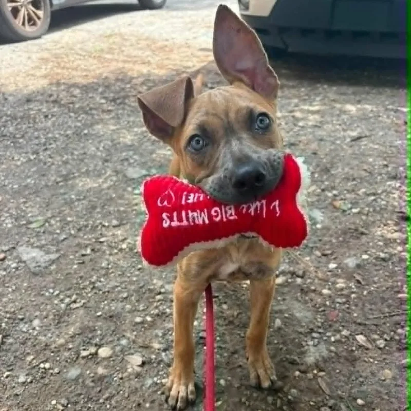 A baby small-sized female Yellow / Tan / Blond / Fawn Mixed Breed dog named Karma for adoption in East Hanover, NJ