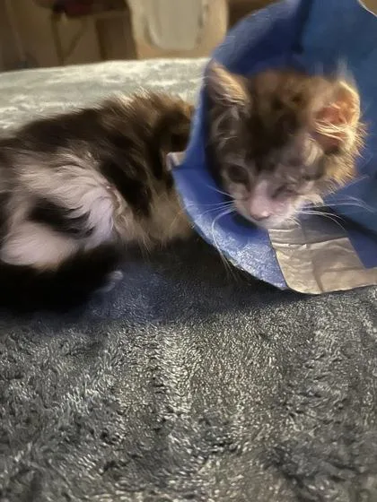 Izzy