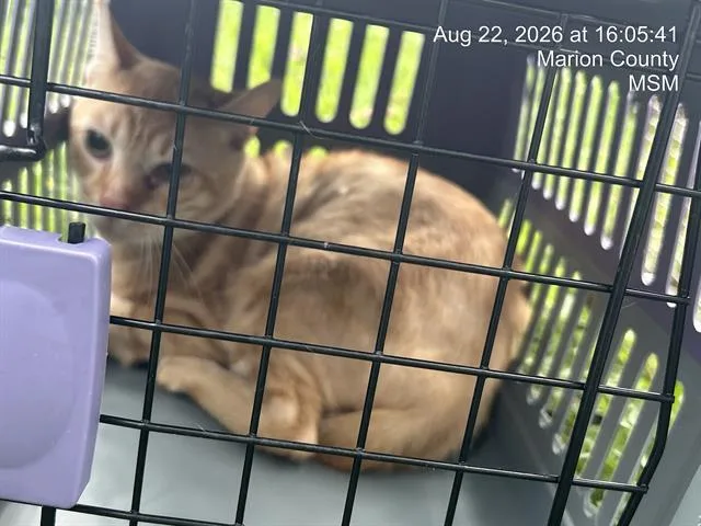 An adult small-sized male Domestic Short Hair cat named Raisin for adoption in Ocala, FL