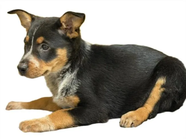 A baby small-sized female Australian Cattle Dog / Blue Heeler dog named Olive for adoption in Los Angeles, CA