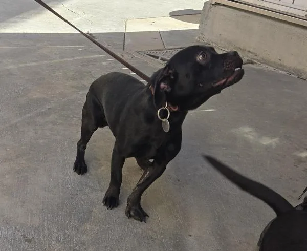 A young small-sized male Chihuahua dog named Freddie for adoption in Oceanside, CA