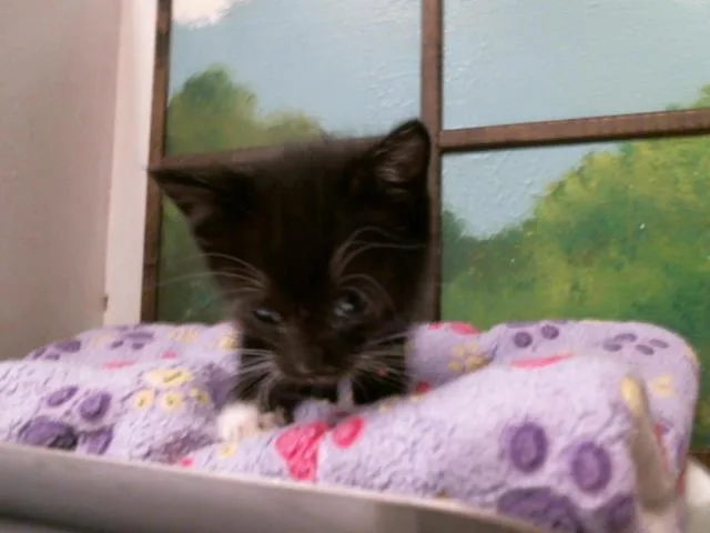 A baby small-sized female Domestic Short Hair cat named Linda for adoption in Houston, TX