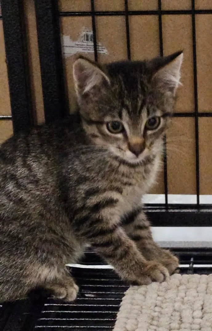 A baby medium-sized female Tabby (Buff / Tan / Fawn) Domestic Short Hair cat named Rafter for adoption in Crystal City, MO