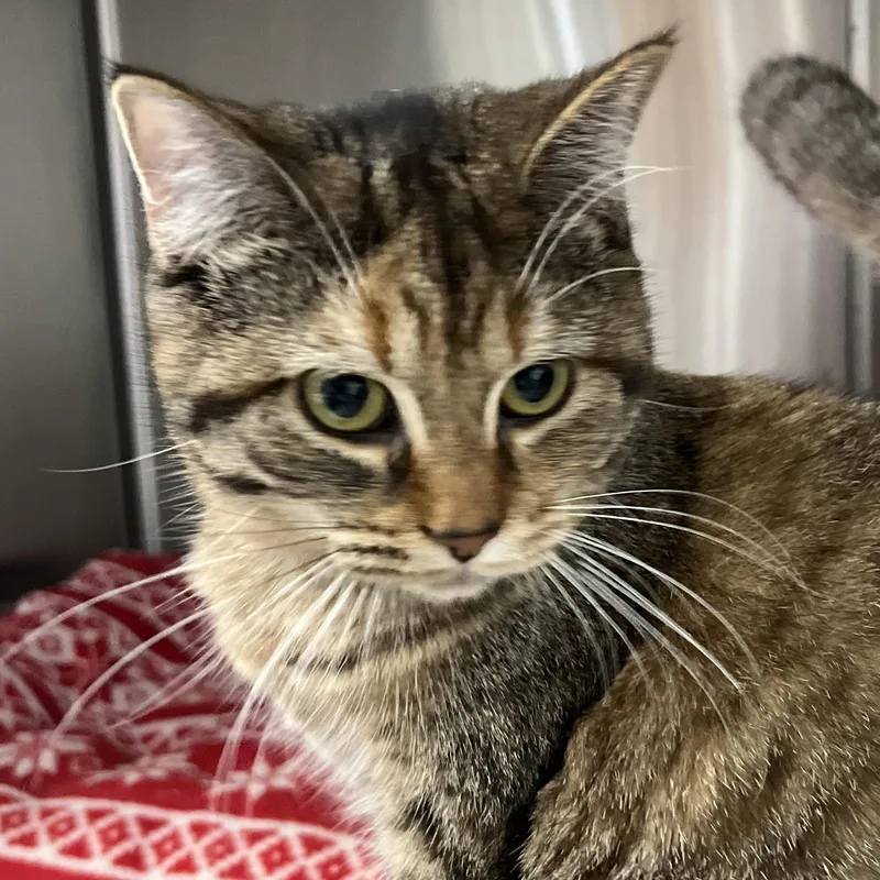 A baby medium-sized female Domestic Medium Hair cat named Monica for adoption in Mount Pleasant, MI